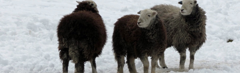 Herdwicks Tilberthwaite