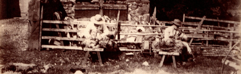July Clipping sheep Frances Mary Peile around 1890