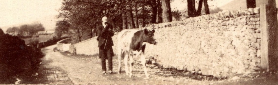 Walking cow Walking cow