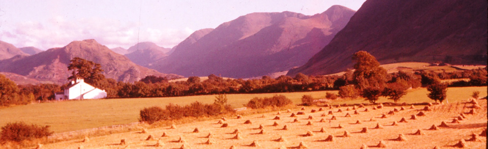 Stooks of oats, Loweswater, 1960 Stooks of oats, Loweswater, 1960
